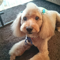 犬